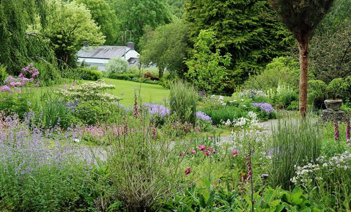 The Blue Garden at Cae Hir Gardens, with blue and purple summer flowers in the foreground and sweeping lawns down to the cottage behind.